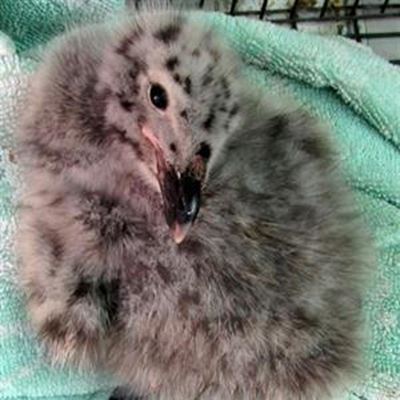 Youngster reared to join other Nelsons