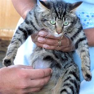 Cat’s life-saving ‘tummy-tuck’