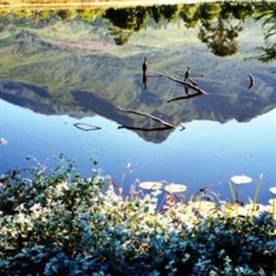 Botanical Gardens: Chance to heal feud