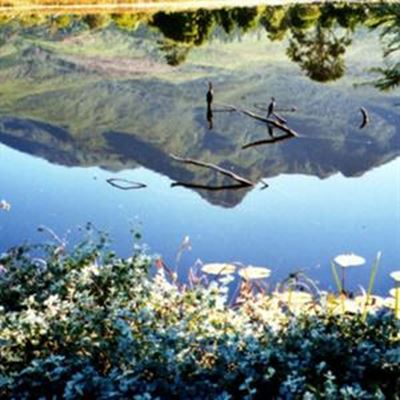 Botanical Gardens: Chance to heal feud