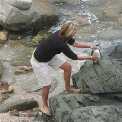 Baby penguin rescue causes stir