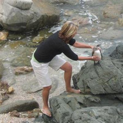 Baby penguin rescue causes stir