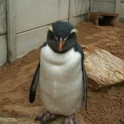 Rockhopper penguin comes to town