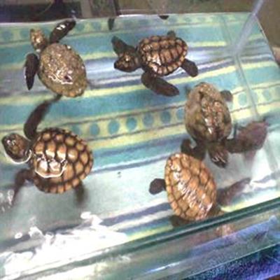 More turtles found washed up on beach
