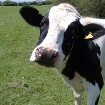 Slenkdalkoors dood steeds ‘n raaisel