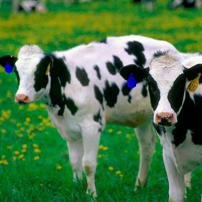 Rift Valley Fever diagnosed in George