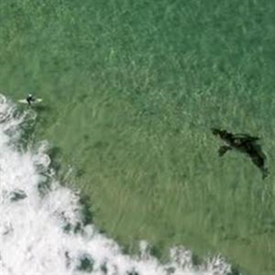 Shark alert for surfers