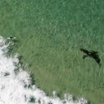 Shark alert for surfers