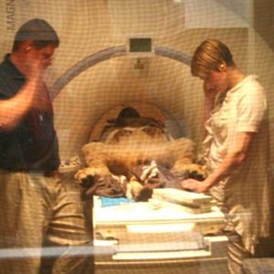 Koning van die oerwoud so uit soos ‘n kers