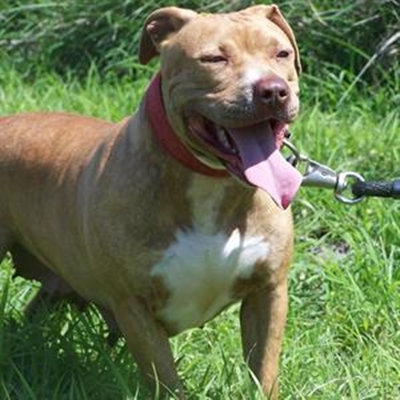 Honde toenemend gesteel vir gevegte 