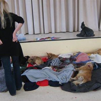 Strides made to prevent unwanted animals