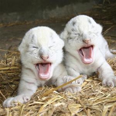 New tiger cubs for Cango Wildlife Ranch