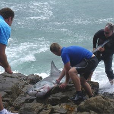 Great White Shark illegally caught