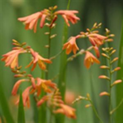 For spashes of colour - try indigenous summer bulbs