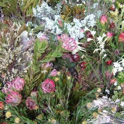 FynbosFestival at the Garden Route Botanical Garden
