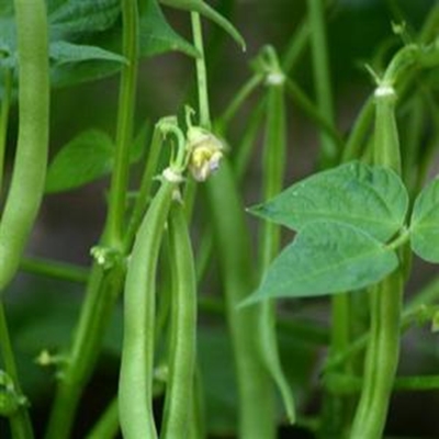 Grow your own beans