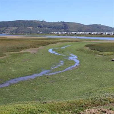 The greening of the lagoon