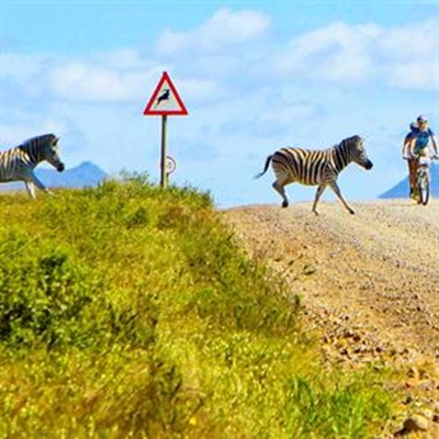Survival at Zebra crossing