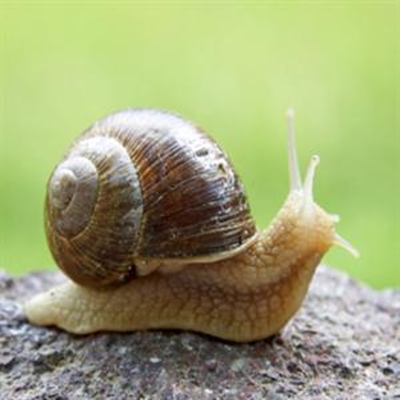 Fnuik slakke met kafeïen