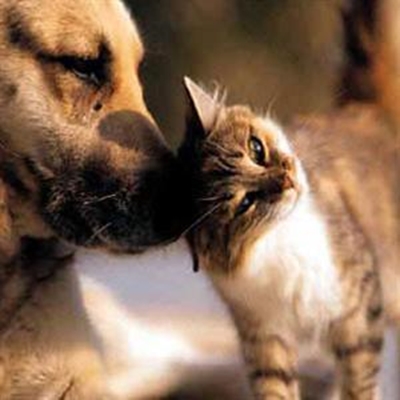 It's World Animal Week