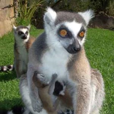 Spring baby boom at Cango Wildlife Ranch