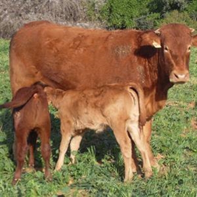 Agri Mega Week groei