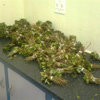 Beaufort West SAPS seize drugs