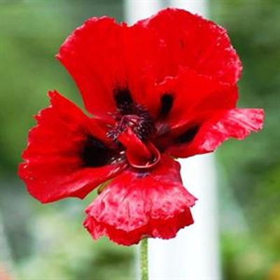 Moths commemorate fallen soldiers