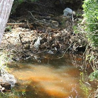 Body found in shallow grave