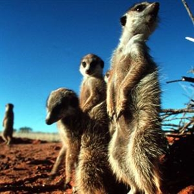 Displaced meerkat gets raw deal