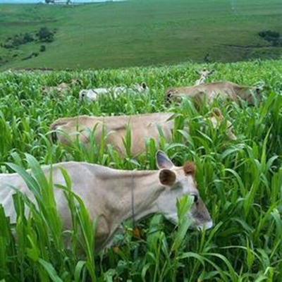Boere glimlag breed