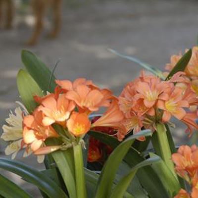 Managing a coastal garden