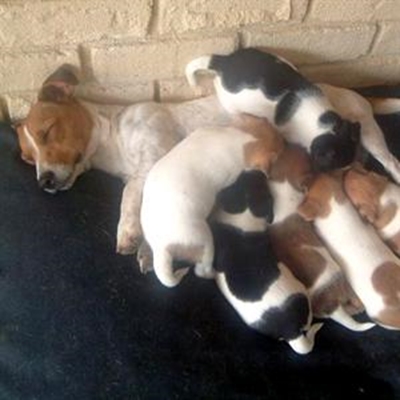 Unusual Jack Russell pups need homes