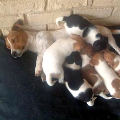 Unusual Jack Russell pups need homes