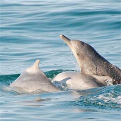 Photo identification of coastal dolphins