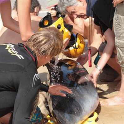 3 whales beached in Plettenberg Bay