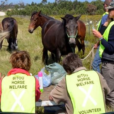 Volunteers vaccinate Kranshoek horses