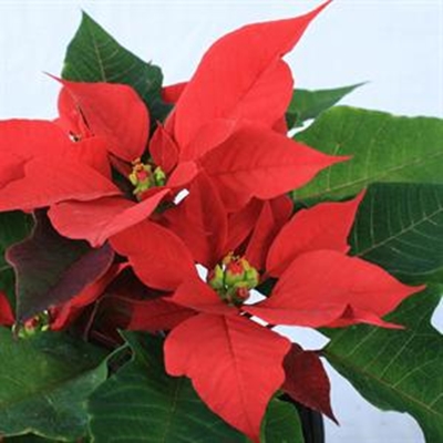 Green gifts for the festive season 