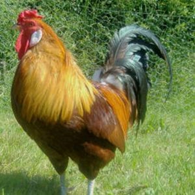 Handy poultry production guide 