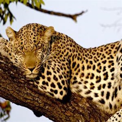 Protest against cruel death of leopard