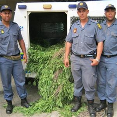 Police destroy dagga plantation