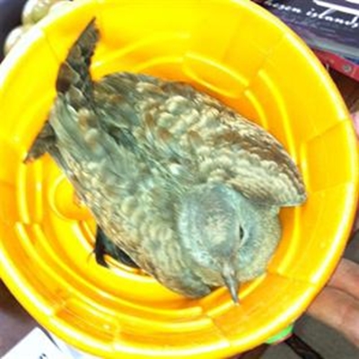 Trapped pigeon rescued