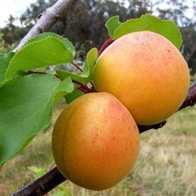 Eerste Appelkoos en Wynnaweek