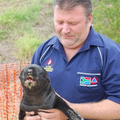 Washed up seal pups in distress