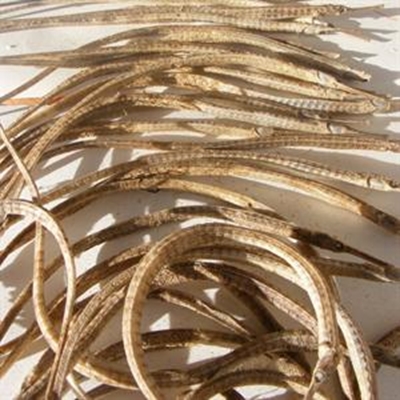 Scores of pipefish dead