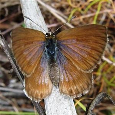 Brenton Blue butterfly re-introduced