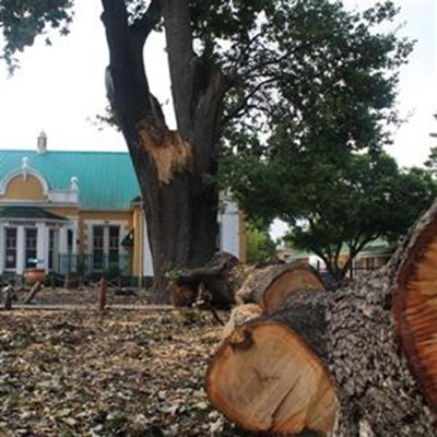 Dis afdraande vir Slaweboom