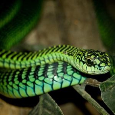 Boomslang tussen die bier