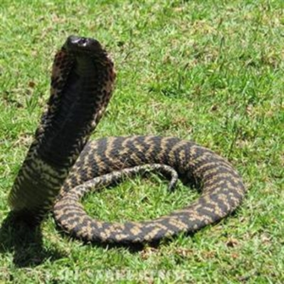 Dealing with a puff adder Macgyver style