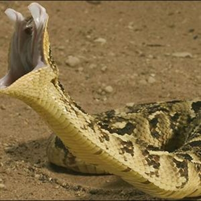 How to avoid being bitten by a snake